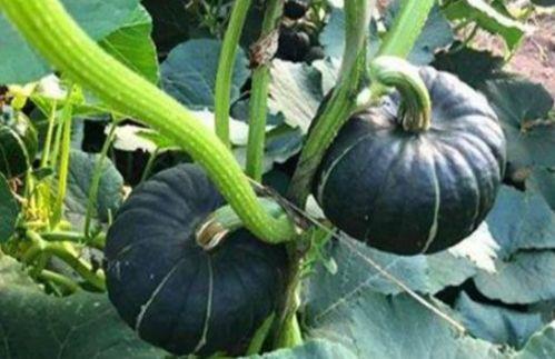 吃瓜吃到头上了网红,揭秘网络红人的崛起之路